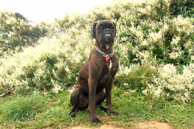 Albero, Escales Albero, Escales