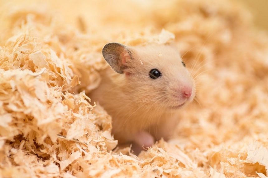 Hamster - signes de la mort. comment savoir si votre hamster est en train de mourir ?