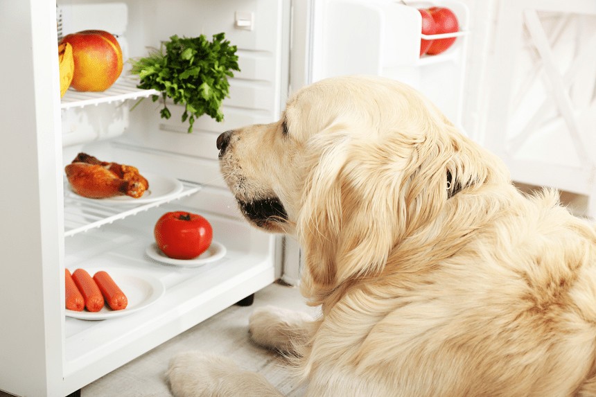 Quels sont les fruits qu'un chien peut manger et ceux qu'il doit éviter ?