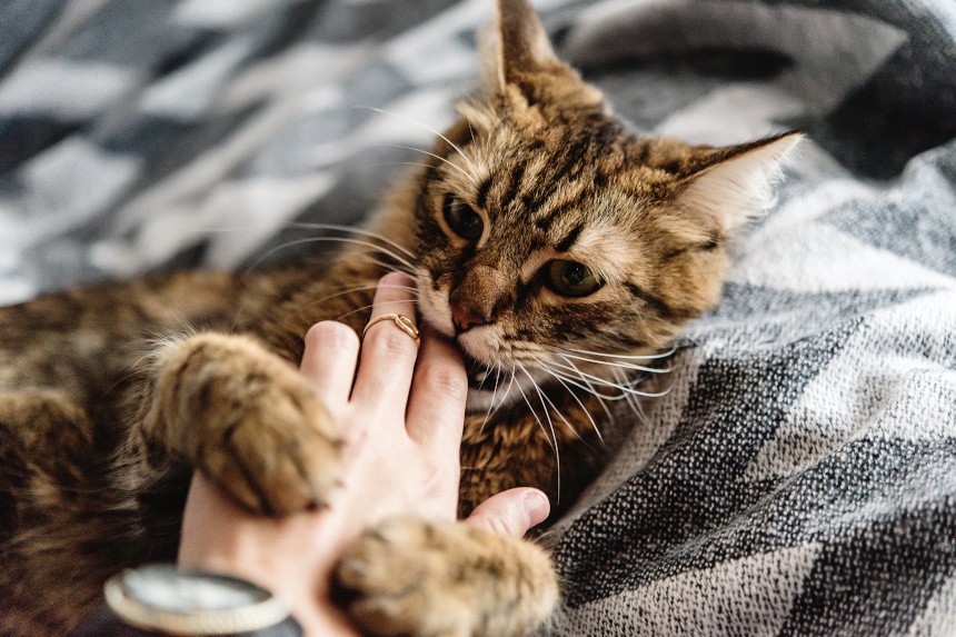 Morsures de chat - comment faire cesser les morsures et les griffures de mon chat ? les conseils du comportementaliste !