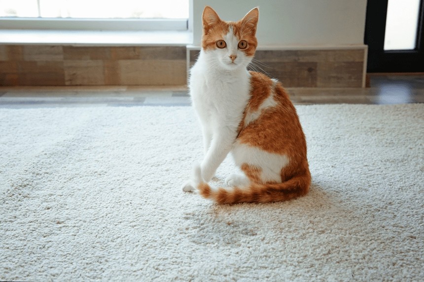 Comment empêcher votre chat de faire pipi dans la maison ? Découvrez les raisons de ce comportement