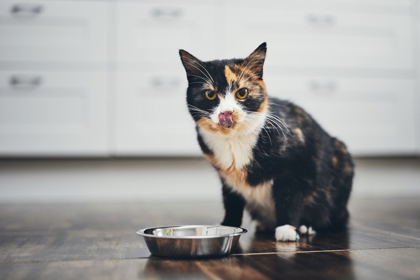 DE LA NOURRITURE POUR CHAT FAITE MAISON. COMMENT FAIRE  DE LA NOURRITURE ? "FAIT MAISON" ?