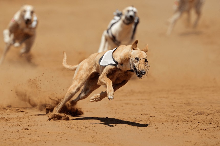 LE CHIEN LE PLUS RAPIDE DU MONDE - CONNAISSEZ-VOUS CETTE RACE ? TOP 5 DES RACES RAPIDES