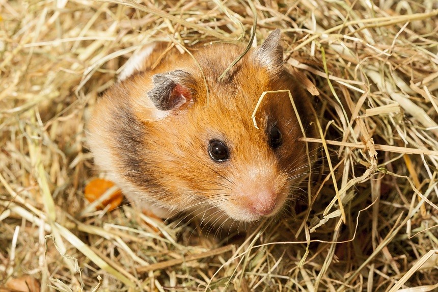 LE HAMSTER - LES MALADIES QUI AFFECTENT LE PLUS SOUVENT LE PETIT ANIMAL