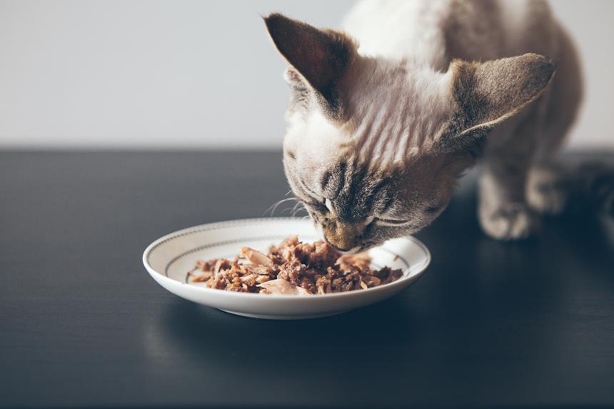 DU POULET POUR VOTRE CHAT ? NOUS VOUS EXPLIQUONS COMMENT PRÉPARER DE LA VOLAILLE POUR VOTRE CHAT !