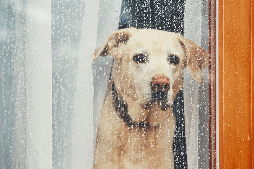 VOTRE CHIEN A PEUR DES ORAGES. DÉCOUVREZ COMMENT L'AIDER