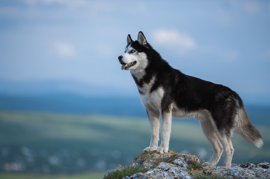 SIBERIAN HUSKY TOUT SAVOIR SUR LA RACE, SECRETS DE TOILETTAGE