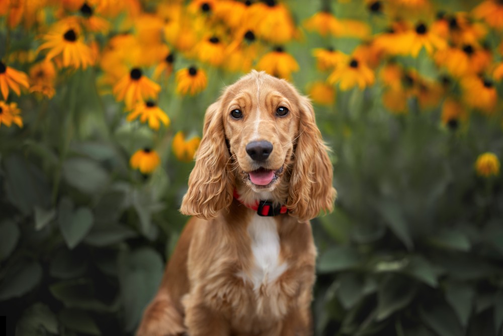 CHIEN COCKER - UN COQUIN AVEC UNE BELLE ALLURE. DESCRIPTION DE LA RACE