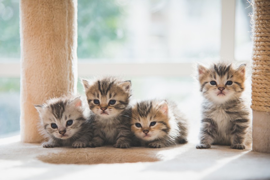 LES CHATS SE SOUVIENNENT-ILS DE LEURS FRÈRES ET SŒURS ? DÉCOUVREZ CE QU'EST LA MÉMOIRE D'UN CHAT !