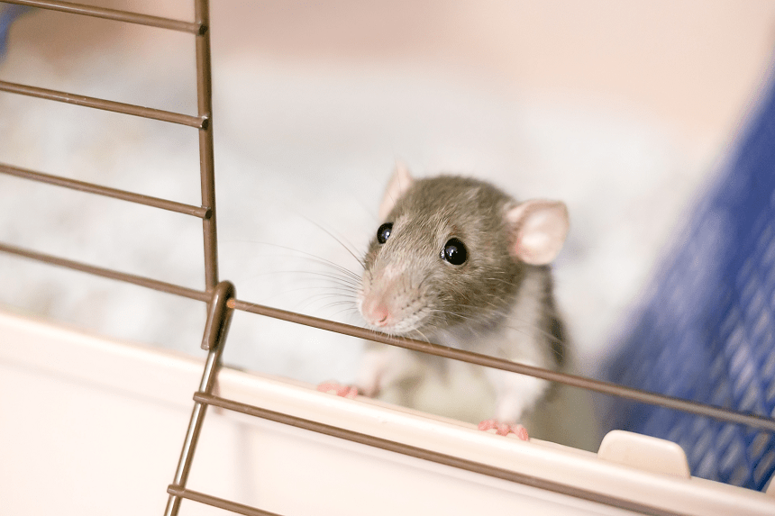 SAUVETAGE, LE RAT ÉTERNUE ! QU'EST-CE QUE CELA SIGNIFIE ET COMMENT AIDER VOTRE ANIMAL ?