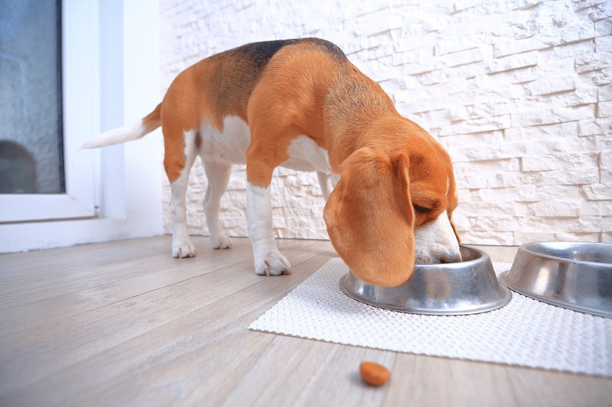 ALIMENTS SECS OU HUMIDES POUR CHIENS - OU QUE DOIT MANGER VOTRE CHIEN ?