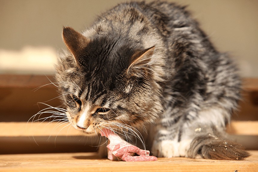 VIANDE CRUE POUR VOTRE CHAT - À DONNER OU À NE PAS DONNER ? LA MEILLEURE VIANDE POUR VOTRE CHAT