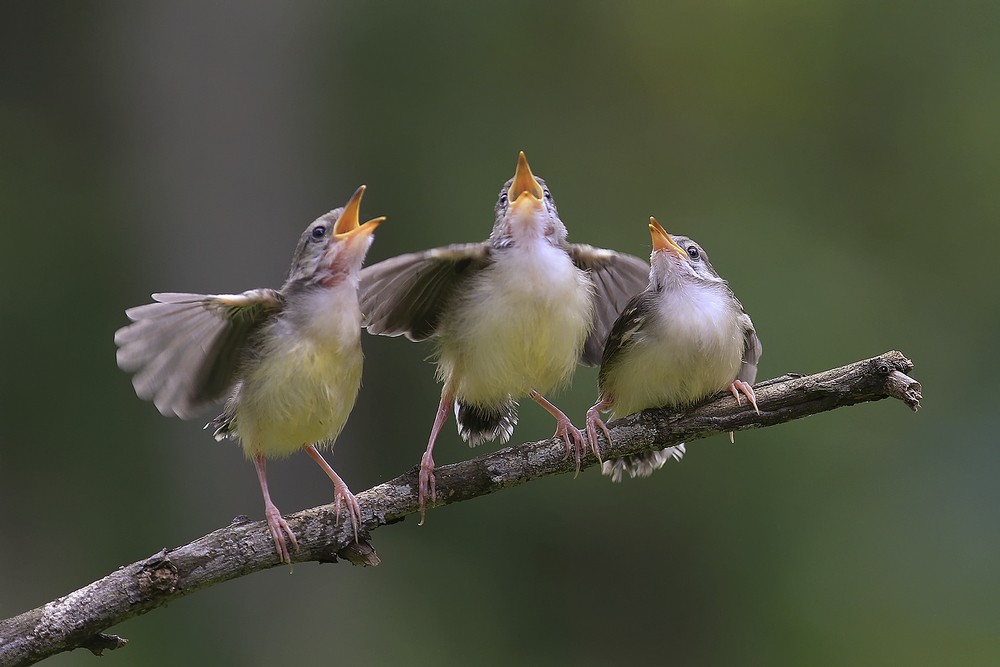 COMMENT LES OISEAUX APPRENNENT-ILS À IMITER LES VOIX HUMAINES ?