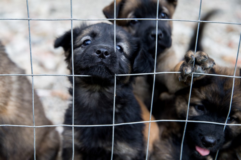 PSEUDO-ÉLEVAGE - PROFIT DU PROPRIÉTAIRE, PRÉJUDICE POUR L'ANIMAL. DITES ENFIN "STOP" !