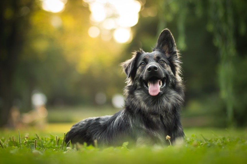 COMMENT VÉRIFIER UN CHENIL AVANT D'ACHETER UN ANIMAL DE COMPAGNIE ?