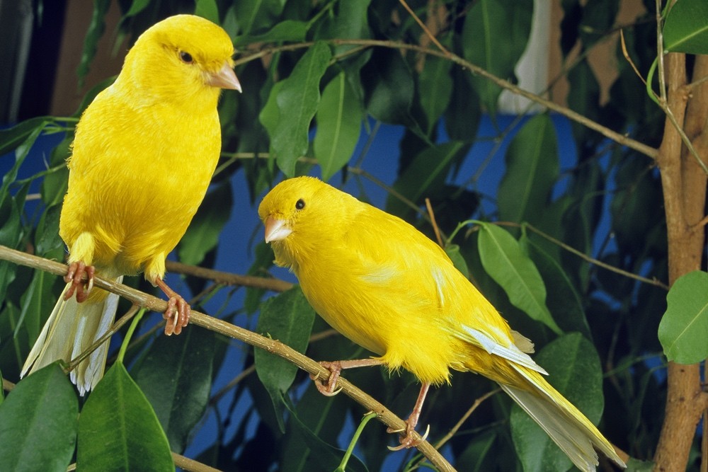 PRENDRE SOIN DU CANARI - COMMENT PRENDRE SOIN D'UN CANARI ? VOICI LES INFORMATIONS LES PLUS IMPORTANTES