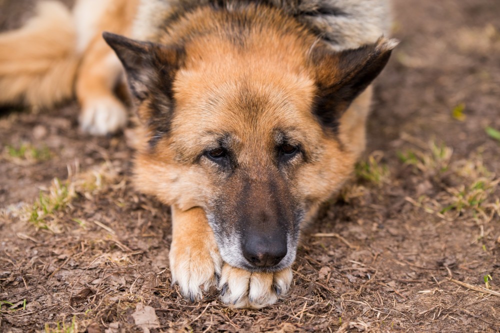 L'ARTHROSE CHEZ LE CHIEN - COMMENT MINIMISER SES EFFETS DÉSAGRÉABLES ?