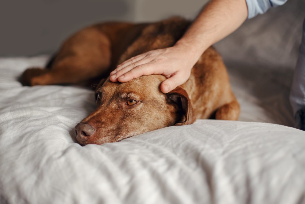 À QUELLE FRÉQUENCE FAUT-IL VERMIFUGER SON CHIEN ET SON CHIOT ?