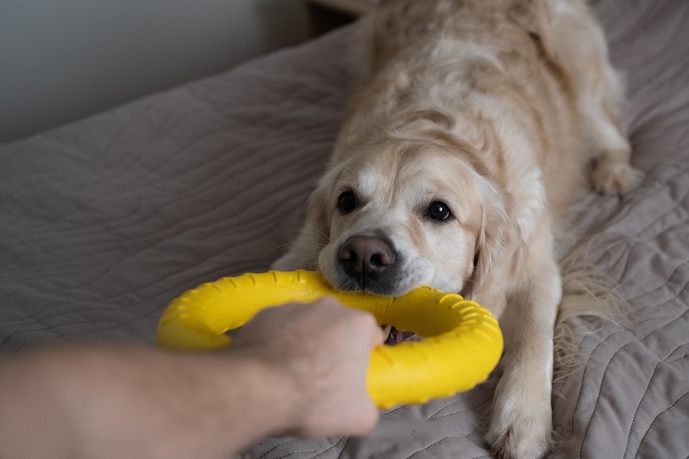 UNE REVUE DES MEILLEURS JOUETS POUR CHIENS POUR TOUS LES BUDGETS