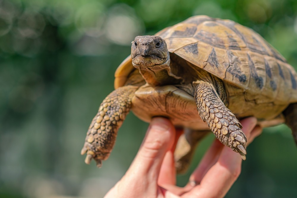 TORTUE GRECQUE (TESTUDO HERMANNI) - REPRODUCTION, DISTRIBUTION ET HABITAT