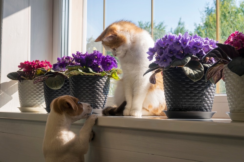 CELA VAUT LA VALEUR D'AVOIR UN PACK DE DEUX ! QUELS SONT LES AVANTAGES DE PROPRIÉTÉ DEUX ANIMAUX AU LIEU D'UN ?