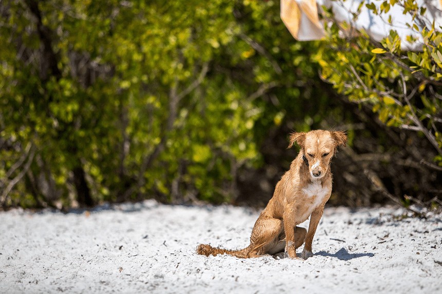 LES CHIENS PLEURENT-ILS ? DES LARMES DE CHIEN QUI EXPRIMENT PLUS QUE DE LA TRISTESSE