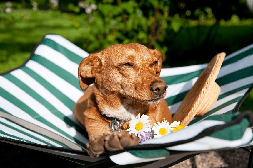 CHIEN EN VACANCES - 3 IDÉES POUR DES VACANCES ACTIVES AVEC VOTRE ANIMAL DE COMPAGNIE
