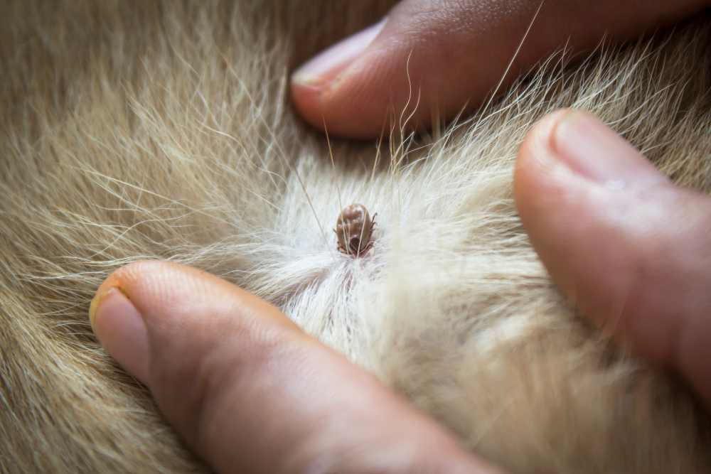 COMMENT PROTÉGER VOTRE CHIEN CONTRE LES TIQUES ?