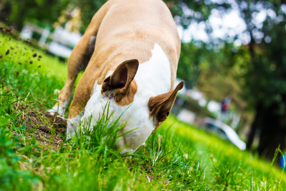 Savez-vous pourquoi votre chien cache ses jouets ou sa nourriture ?