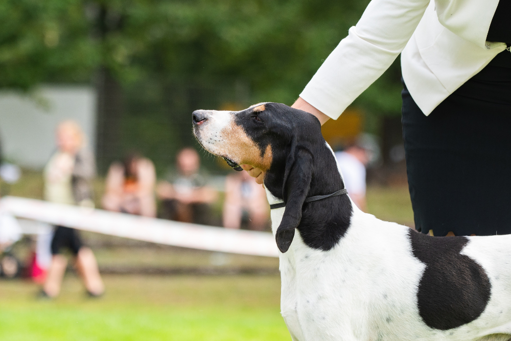 Le chien de race berger bernois – l'une des quatre variétés de chiens de chasse suisses intrépides