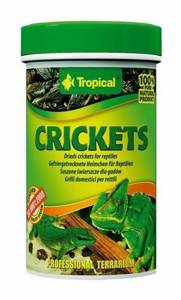 Tropical Crickets 100ml x2